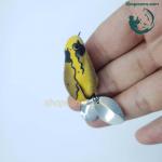 Chuột sóc 2 thìa thái lan câu lure siêu nhạy