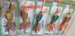 Nhái nhảy Lucky thái lan