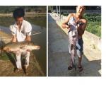 Cước câu đài săn hàng siêu khủng Ryuki