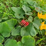 Phao câu rơi câu lửng câu đài trắm đen trắm cỏ XC01