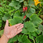 Phao câu rơi câu lửng câu đài trắm đen trắm cỏ XC01