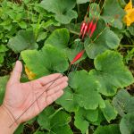 Phao câu rơi câu lửng câu đài trắm đen trắm cỏ XC01