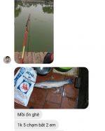 Lọ mồi câu cá trắm Đen, thính dụ trắm đen câu đài SC1